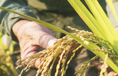 Imagen Agroindustria